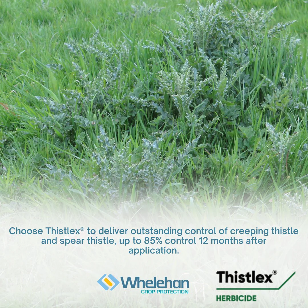 Thistlex 1L - Image 3